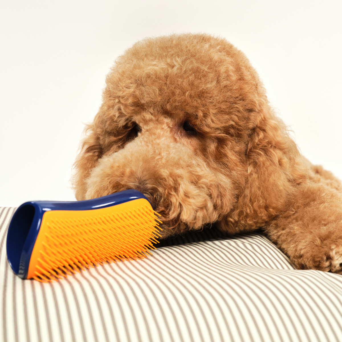 Detangling Dog Grooming Brush