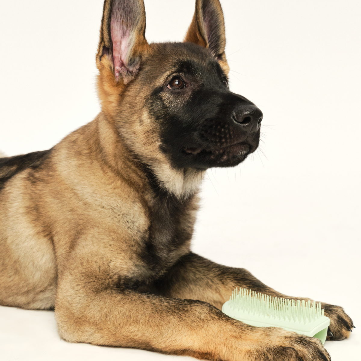 Puppy Brush
